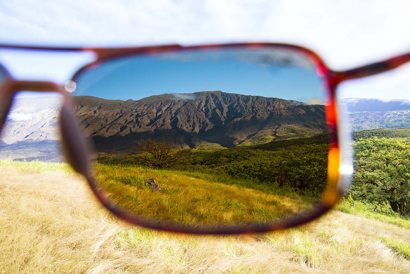 View from Maui Jim Sunglasses