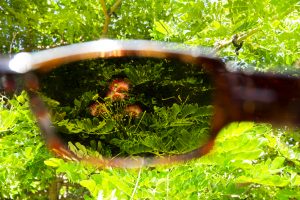 Lens view through Monkeypod