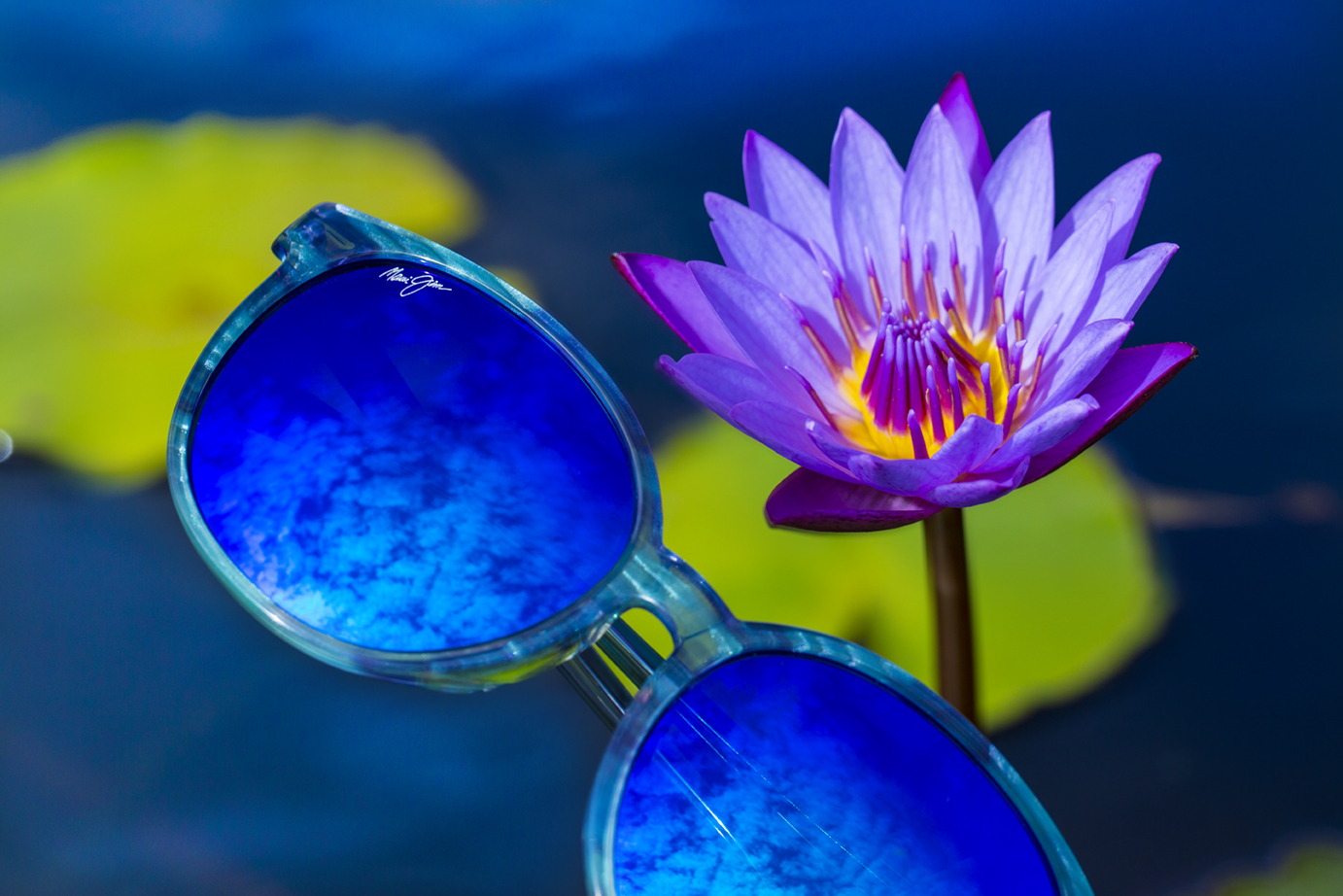 Product Spotlight: Water Lily
