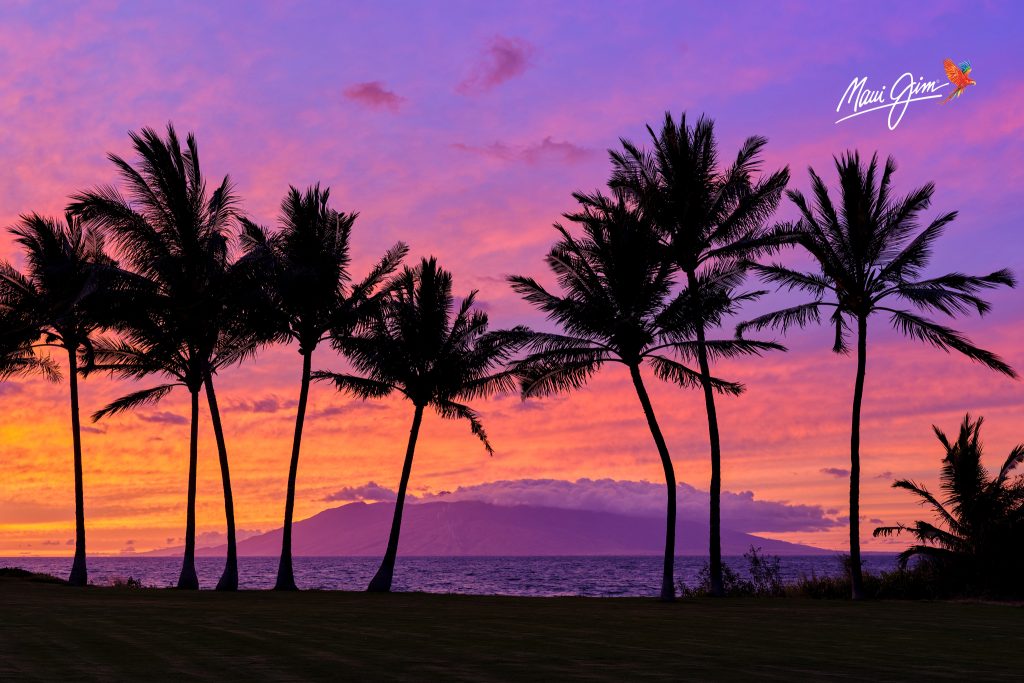 Maui Sunrise with Palm Trees