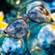 Tortoise Cat Eye Sunglasses on Glass Orbs